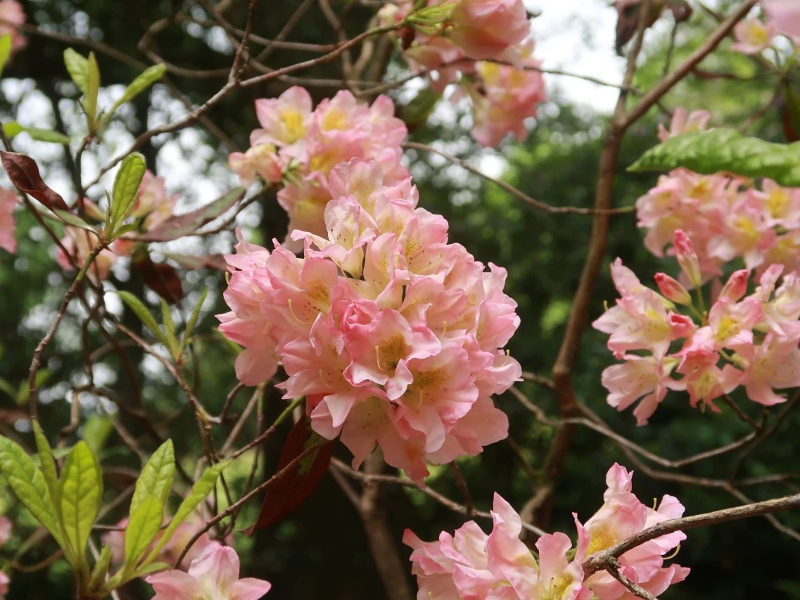 'Galloper Light'